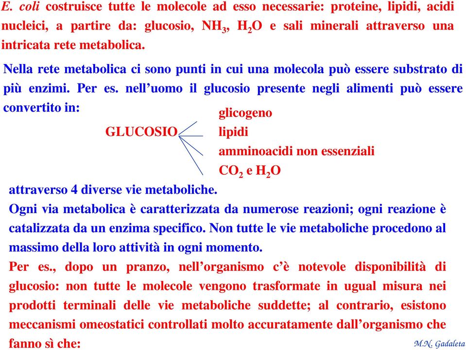 nell uomo il glucosio presente negli alimenti può essere convertito in: glicogeno GLUCOSIO lipidi amminoacidi non essenziali CO 2 e H 2 O attraverso 4 diverse vie metaboliche.