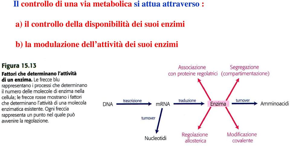 della disponibilità dei suoi enzimi b)