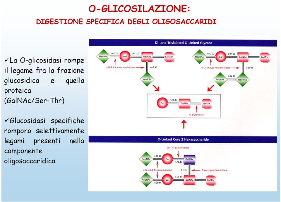 quella proteica (GalNAc/Ser-Thr) Glucosidasi specifiche