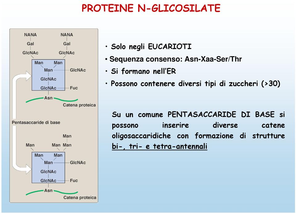 zuccheri (>30) Su un comune PENTASACCARIDE DI BASE si possono inserire