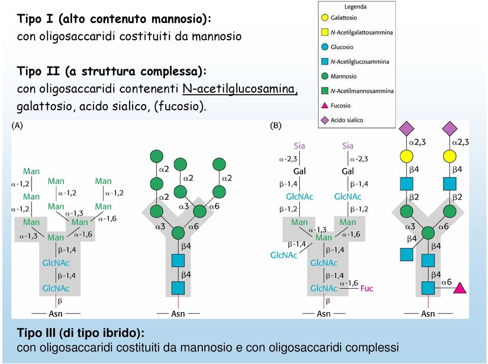 N-acetilglucosamina, galattosio, acido sialico, (fucosio).