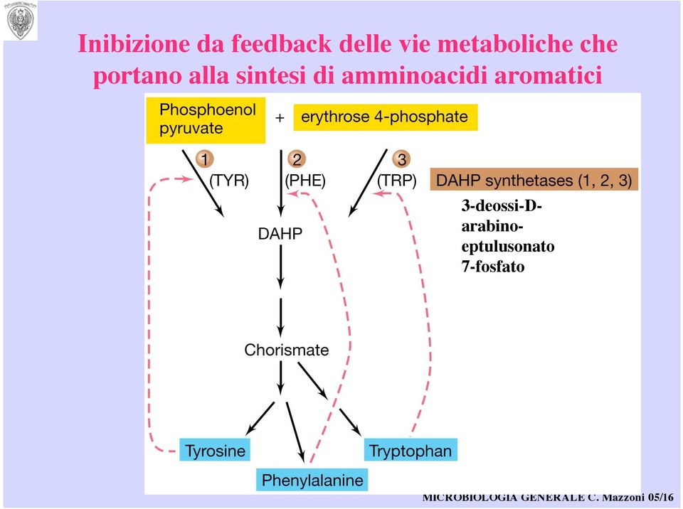 sintesi di amminoacidi aromatici