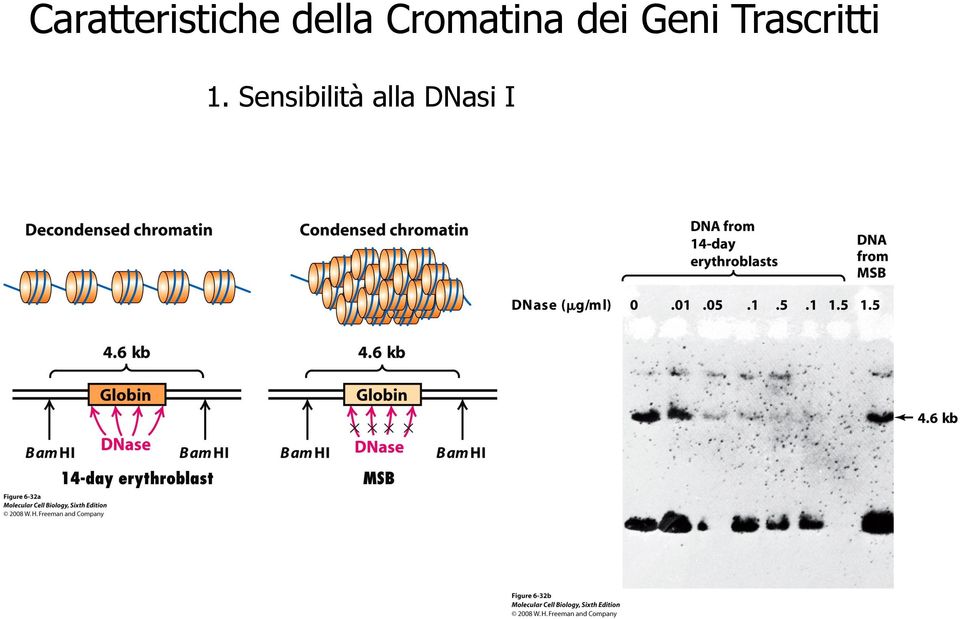 Geni Trascritti 1.