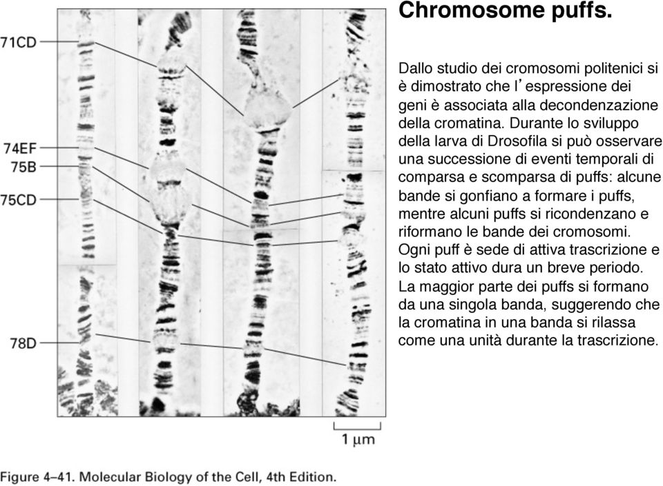 a formare i puffs, mentre alcuni puffs si ricondenzano e riformano le bande dei cromosomi.