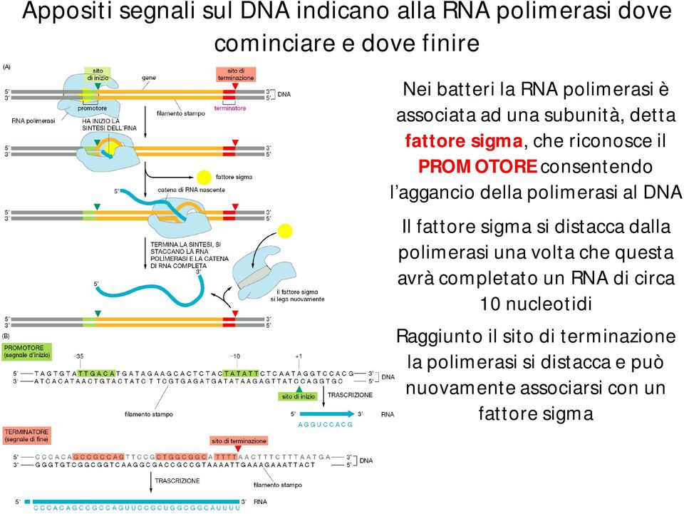 polimerasi al DNA Il fattore sigma si distacca dalla polimerasi una volta che questa avrà completato un RNA di