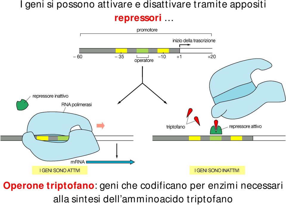 triptofano: geni che codificano per enzimi