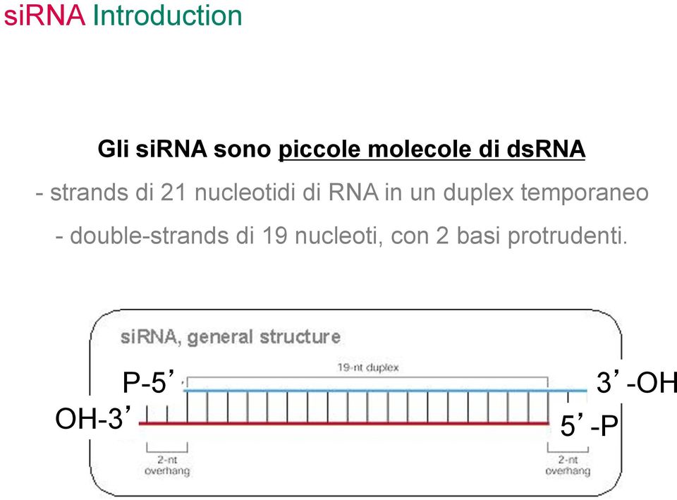 RNA in un duplex temporaneo - double-strands di