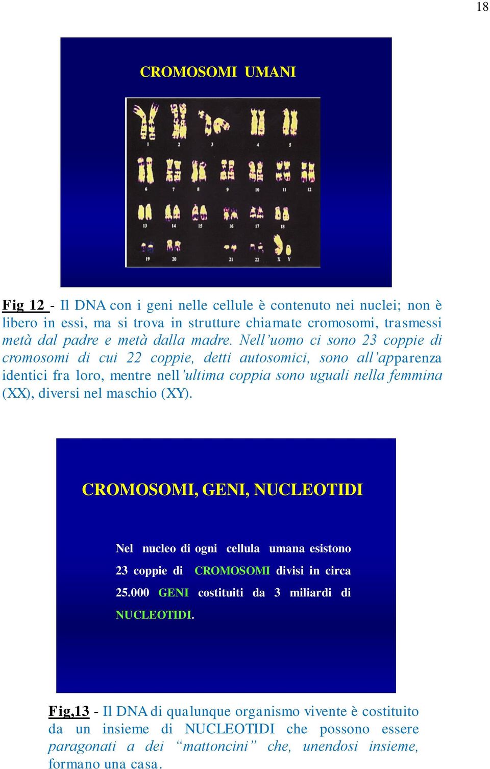 Nell uomo ci sono 23 coppie di cromosomi di cui 22 coppie, detti autosomici, sono all apparenza identici fra loro, mentre nell ultima coppia sono uguali nella femmina (XX), diversi