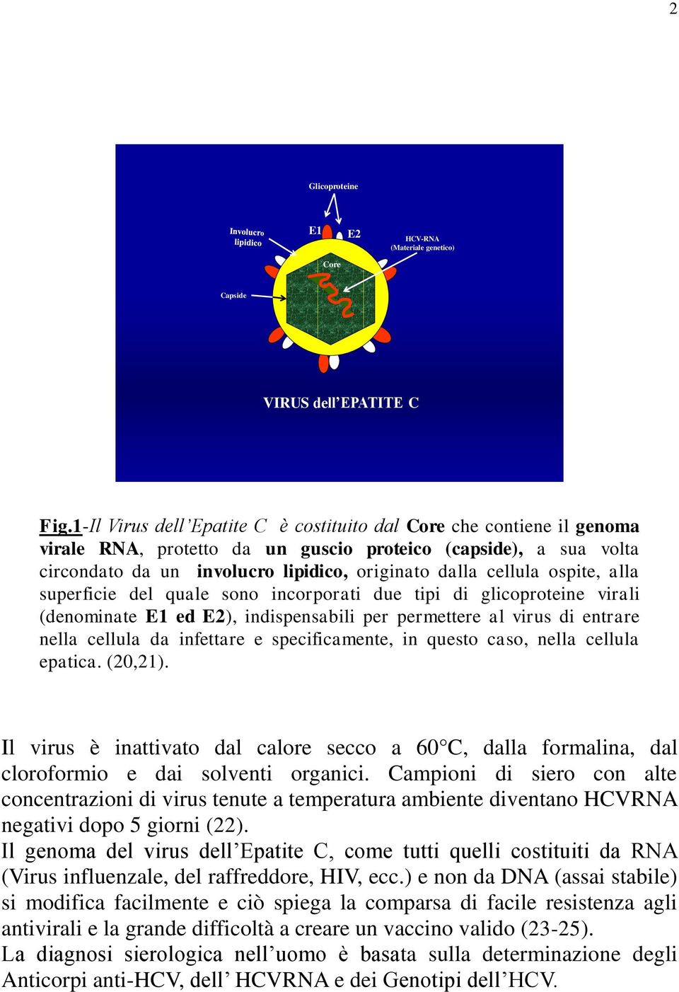 ospite, alla superficie del quale sono incorporati due tipi di glicoproteine virali (denominate E1 ed E2), indispensabili per permettere al virus di entrare nella cellula da infettare e