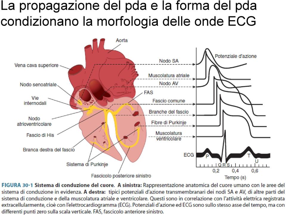 pda condizionano la