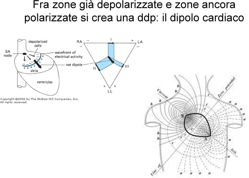 ancora polarizzate si