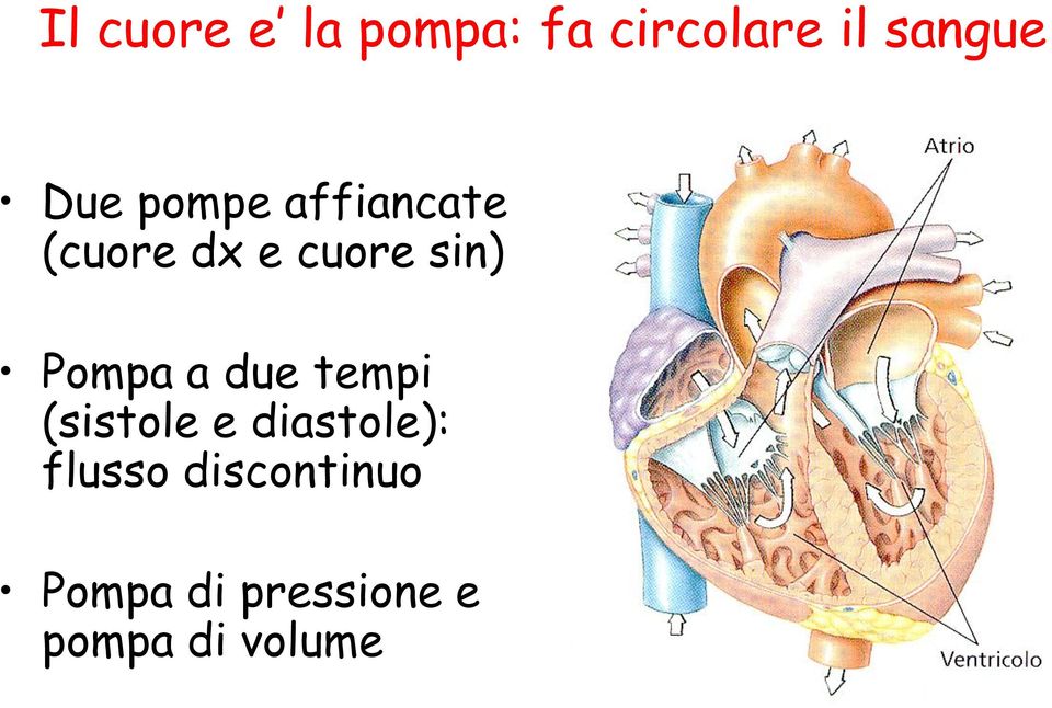 Pompa a due tempi (sistole e diastole):