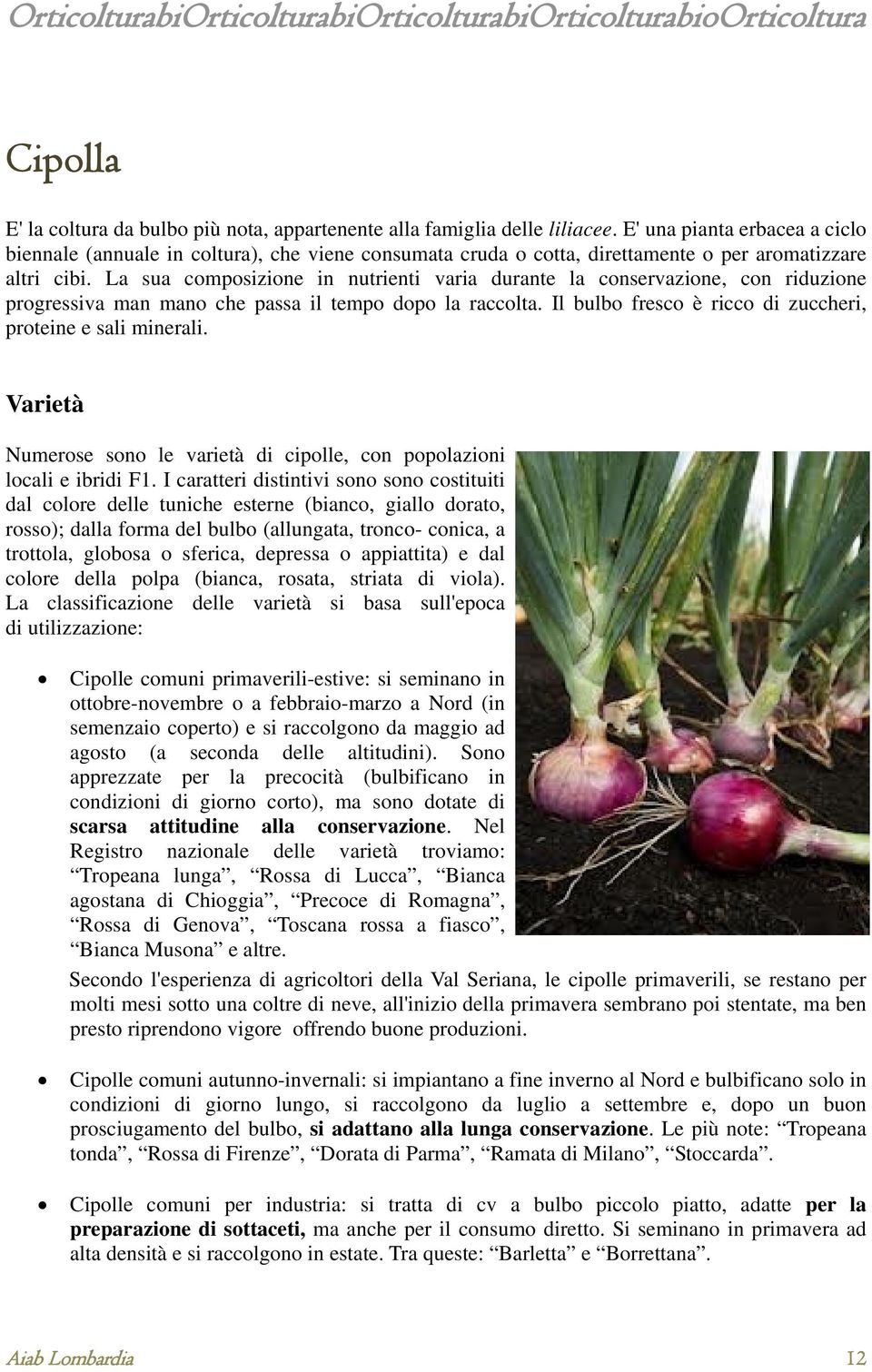 La sua composizione in nutrienti varia durante la conservazione, con riduzione progressiva man mano che passa il tempo dopo la raccolta. Il bulbo fresco è ricco di zuccheri, proteine e sali minerali.