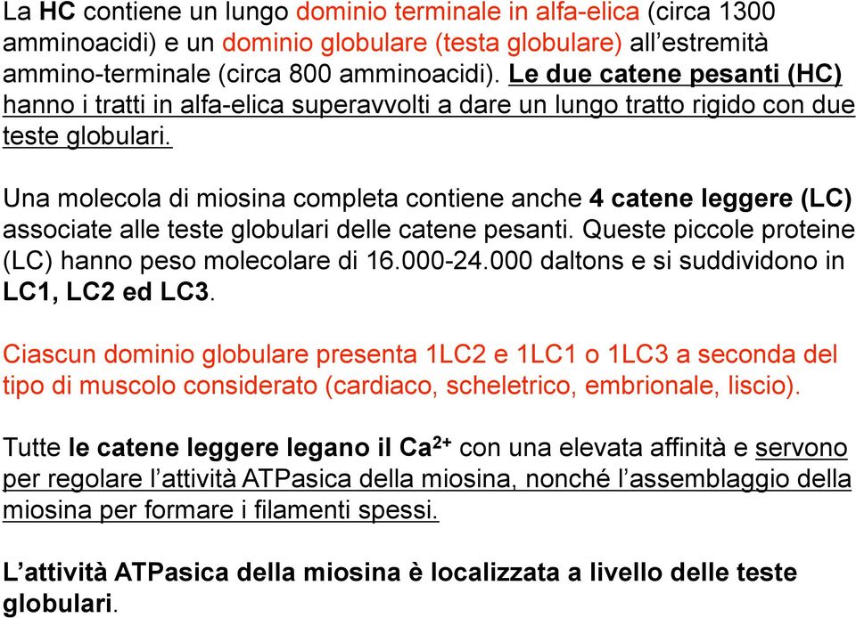 Una molecola di miosina completa contiene anche 4 catene leggere (LC) associate alle teste globulari delle catene pesanti. Queste piccole proteine (LC) hanno peso molecolare di 16.000-24.