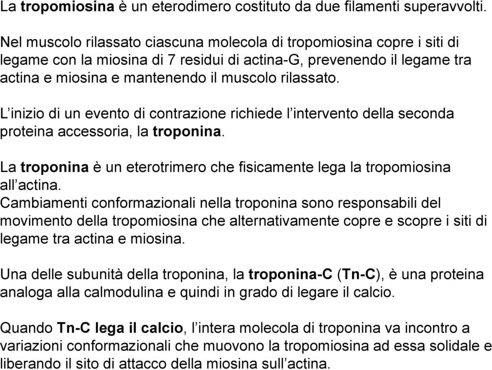 L inizio di un evento di contrazione richiede l intervento della seconda proteina accessoria, la troponina. La troponina è un eterotrimero che fisicamente lega la tropomiosina all actina.