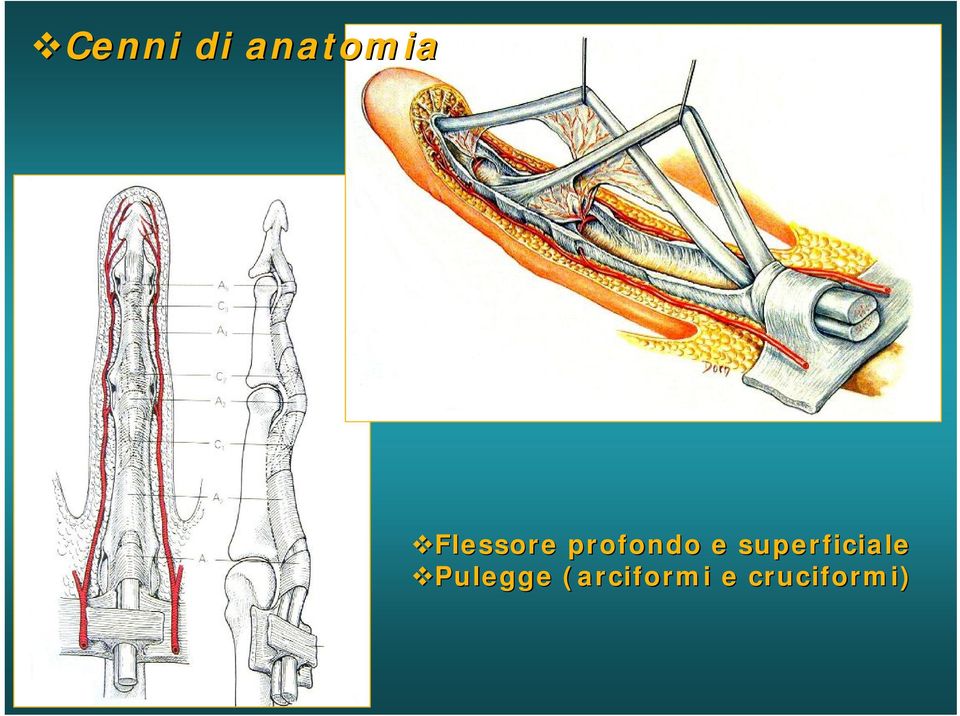 superficiale Pulegge