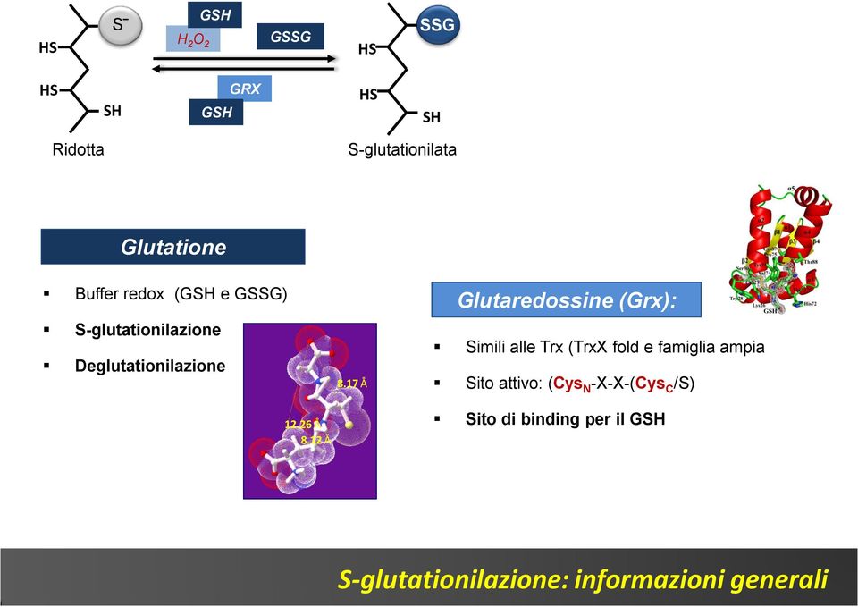 17 Å Glutaredossine (Grx): imili alle Trx (TrxX fold e famiglia ampia ito