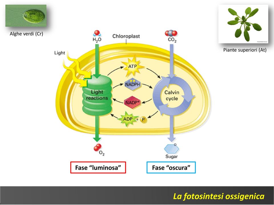 Fase luminosa Fase