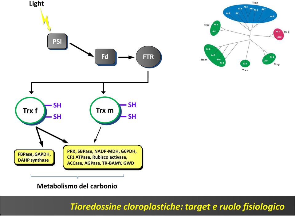 AGPase, TR-BAMY, GWD MRB2, PRX-Q, GPX 2-cys PRX Metabolismo del carbonio