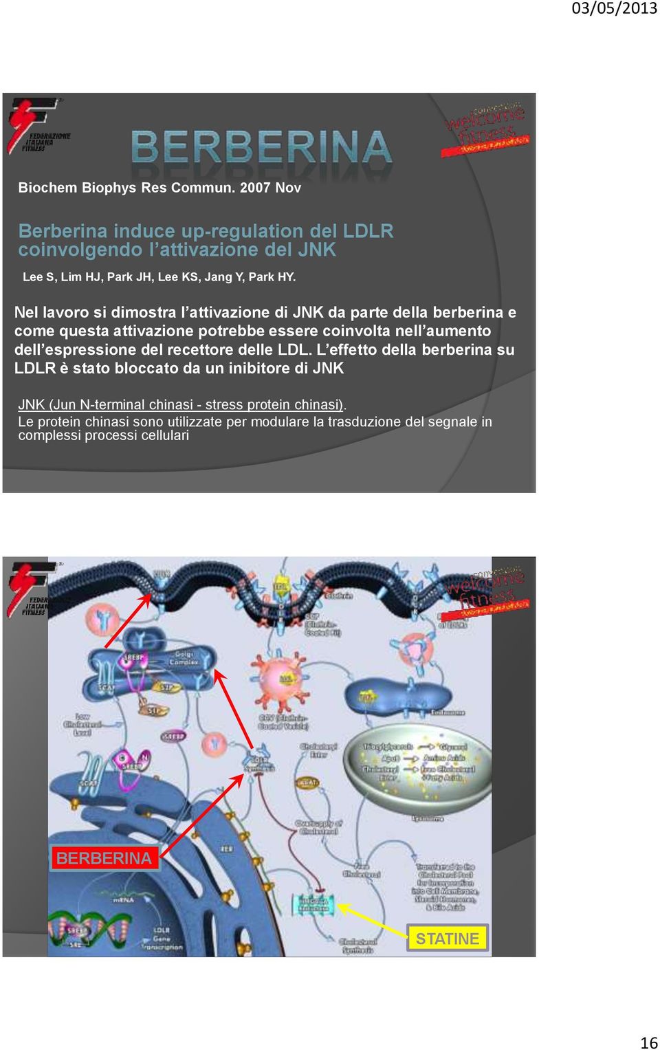 Nel lavoro si dimostra l attivazione di JNK da parte della berberina e come questa attivazione potrebbe essere coinvolta nell aumento dell