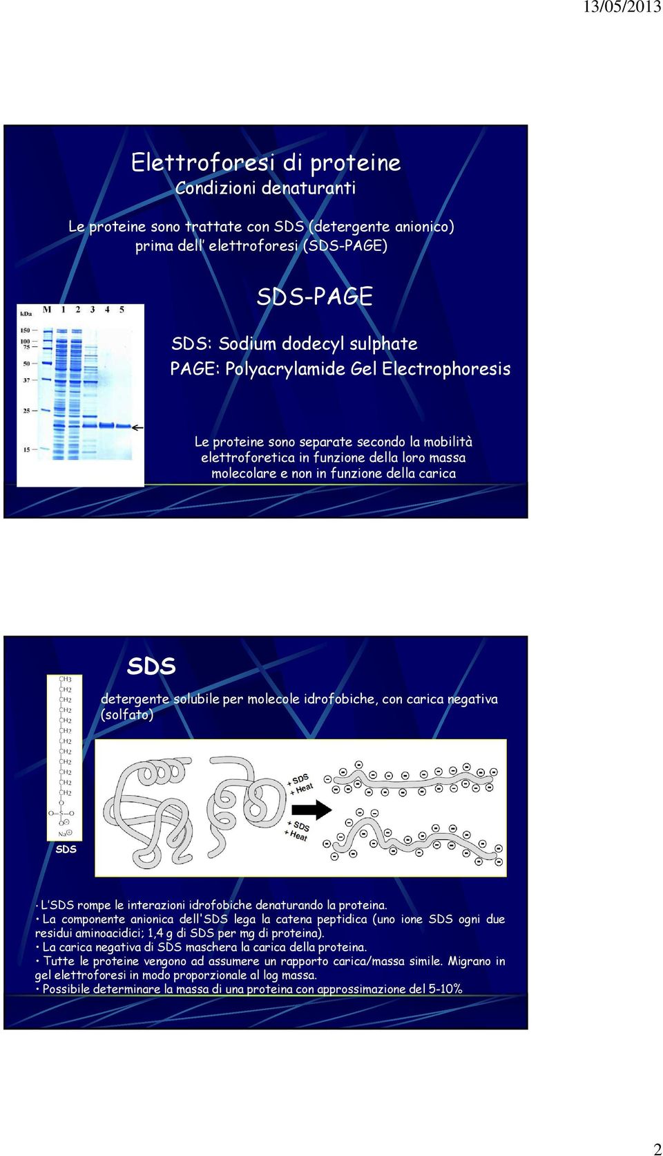 idrofobiche, con carica negativa (solfato) SDS L SDS rompe le interazioni idrofobiche denaturando la proteina.