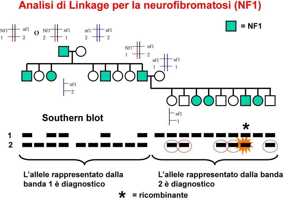 blot nf1 1 1 2 * L allele rappresentato dalla banda 1 è