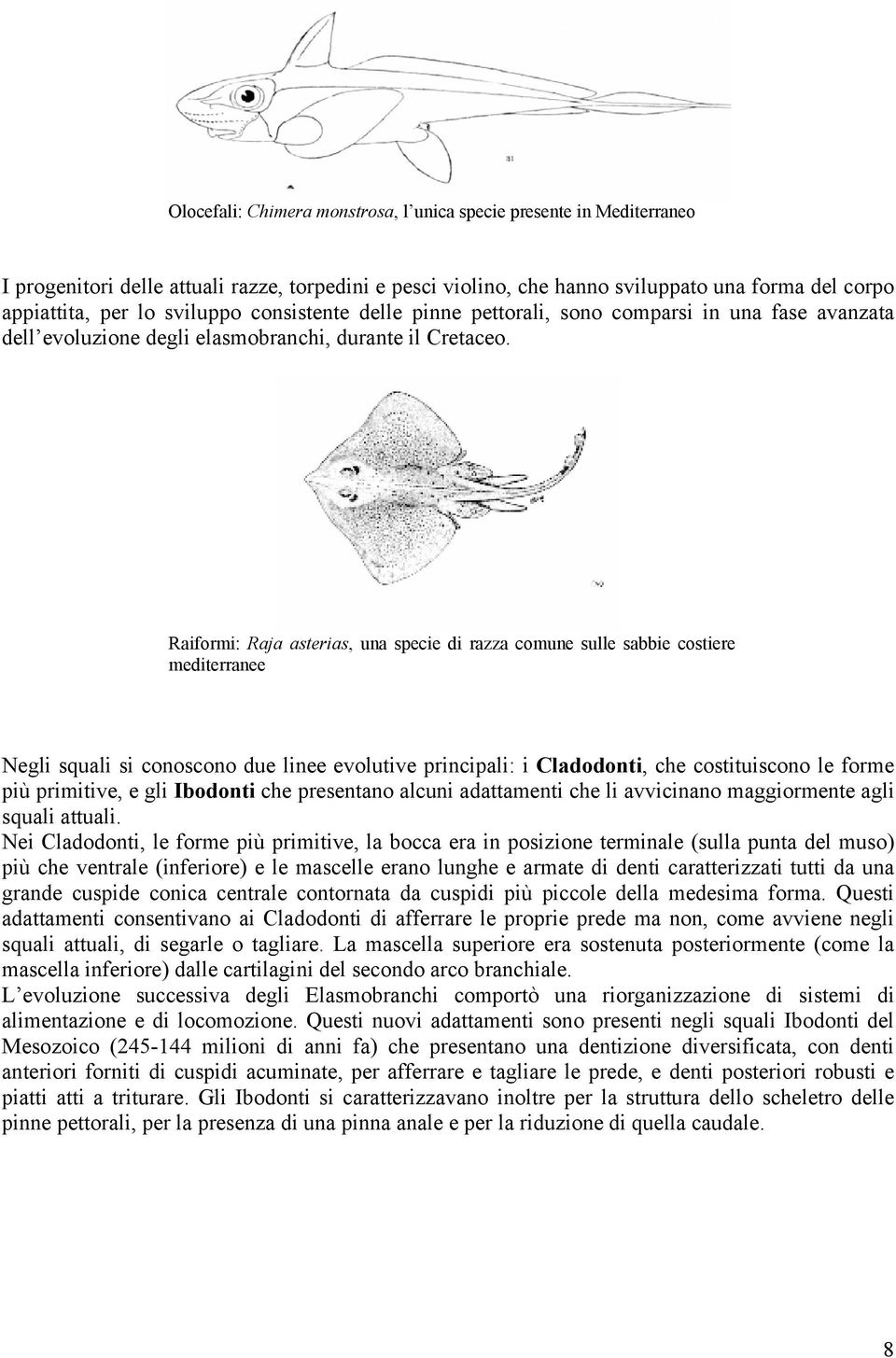 Raiformi: Raja asterias, una specie di razza comune sulle sabbie costiere mediterranee Negli squali si conoscono due linee evolutive principali: i Cladodonti, che costituiscono le forme più