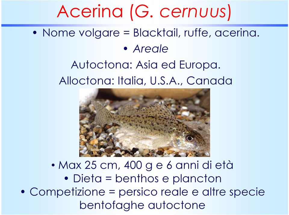 Canada Max 25 cm, 400 g e 6 anni di età Dieta = benthos e