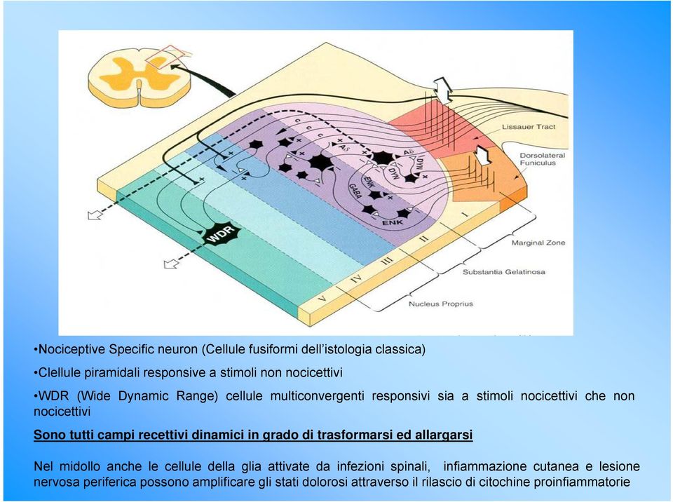 recettivi dinamici in grado di trasformarsi ed allargarsi Nel midollo anche le cellule della glia attivate da infezioni spinali,