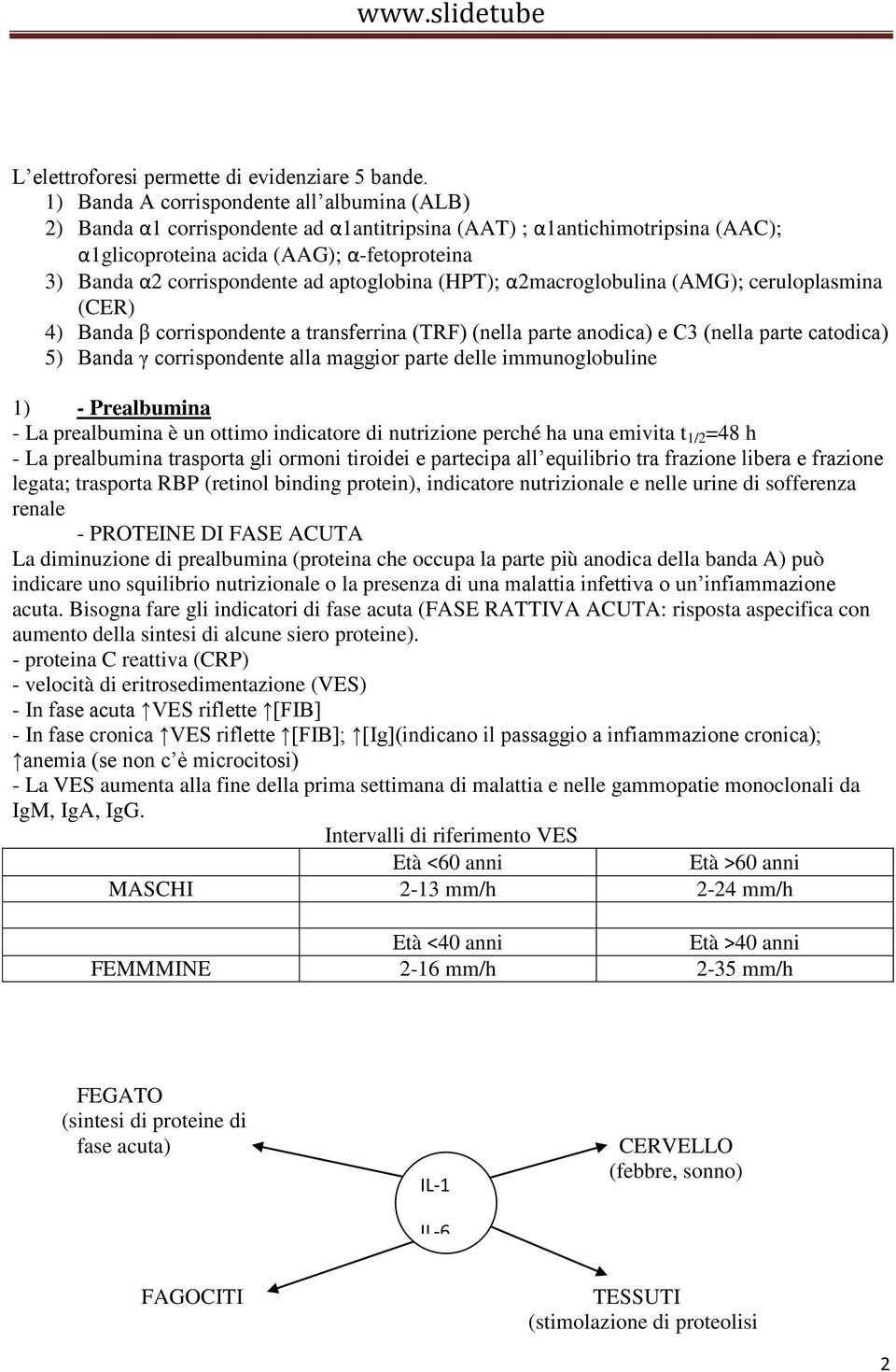 aptoglobina (HPT); α2macroglobulina (AMG); ceruloplasmina (CER) 4) Banda β corrispondente a transferrina (TRF) (nella parte anodica) e C3 (nella parte catodica) 5) Banda γ corrispondente alla maggior