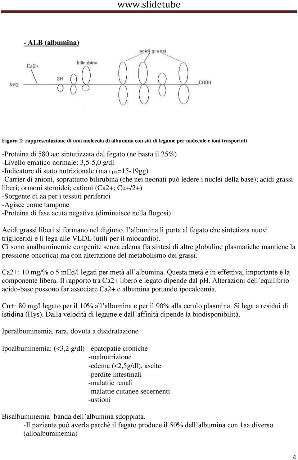 ormoni steroidei; cationi (Ca2+; Cu+/2+) -Sorgente di aa per i tessuti periferici -Agisce come tampone -Proteina di fase acuta negativa (diminuisce nella flogosi) Acidi grassi liberi si formano nel