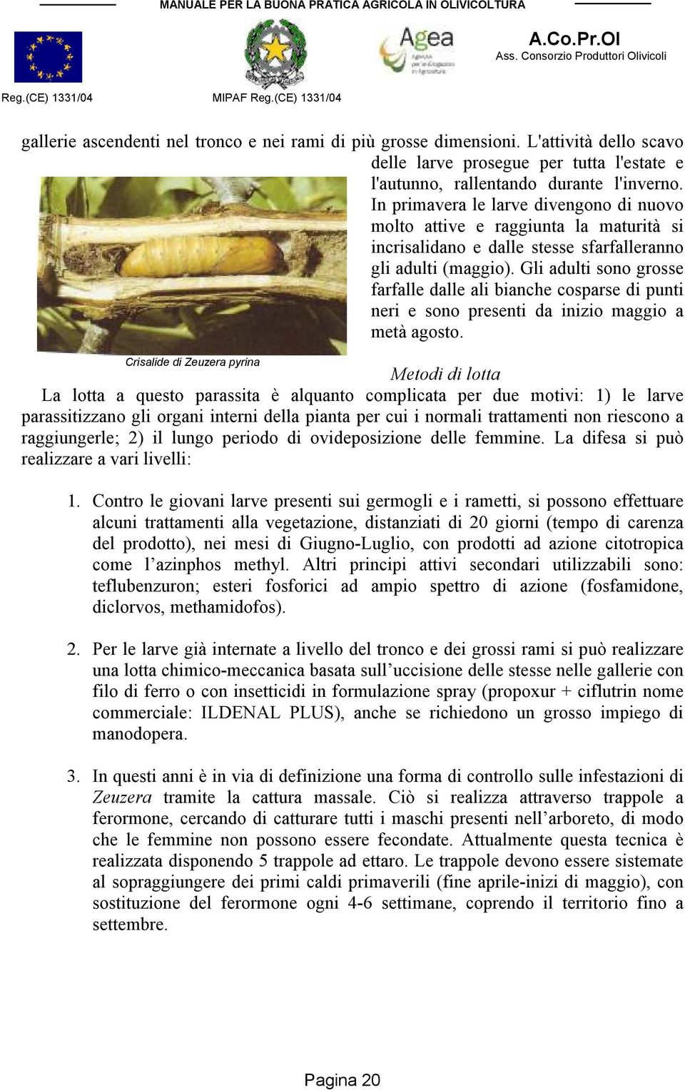 Gli adulti sono grosse farfalle dalle ali bianche cosparse di punti neri e sono presenti da inizio maggio a metà agosto.