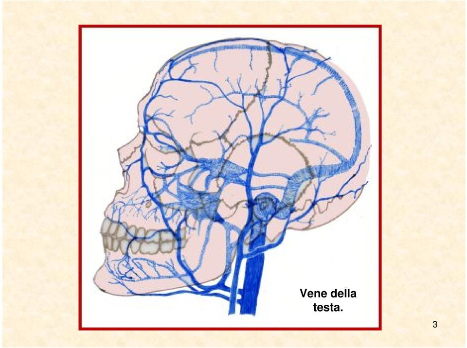 testa. 3