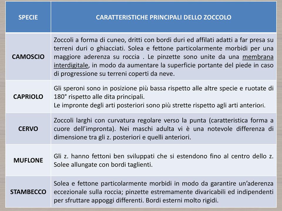 Le pinzette sono unite da una membrana interdigitale, in modo da aumentare la superficie portante del piede in caso di progressione su terreni coperti da neve.