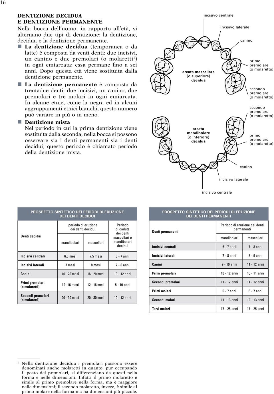 Dopo questa età viene sostituita dalla dentizione permanente. La dentizione permanente è composta da trentadue denti: due incisivi, un canino, due premolari e tre molari in ogni emiarcata.