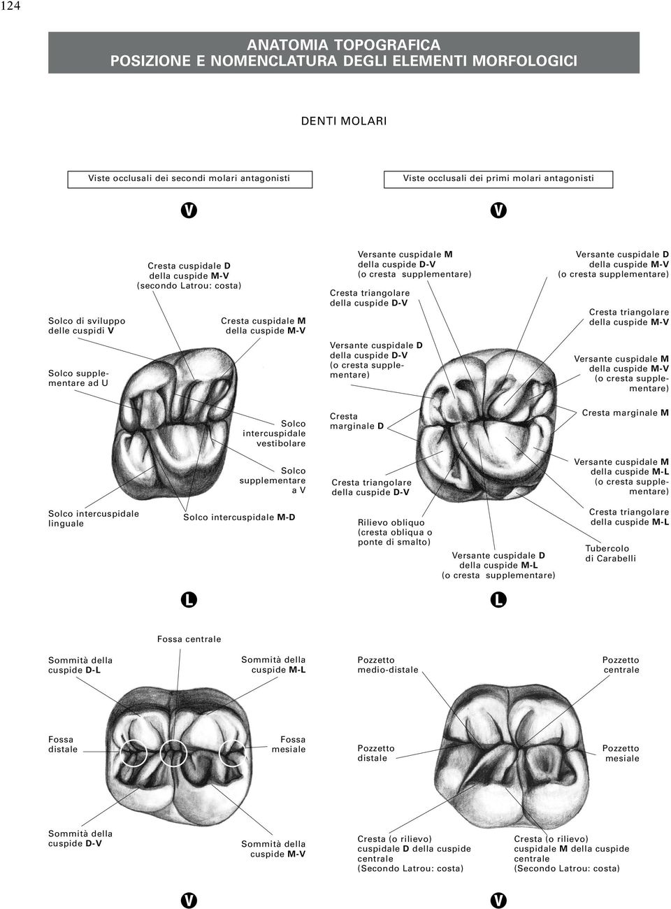 della cuspide D-V Versante cuspidale D della cuspide M-V (o cresta supplementare) Cresta triangolare della cuspide M-V Solco supplementare ad U Versante cuspidale D della cuspide D-V (o cresta