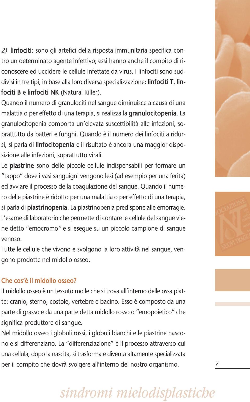 Quando il numero di granulociti nel sangue diminuisce a causa di una malattia o per effetto di una terapia, si realizza la granulocitopenia.