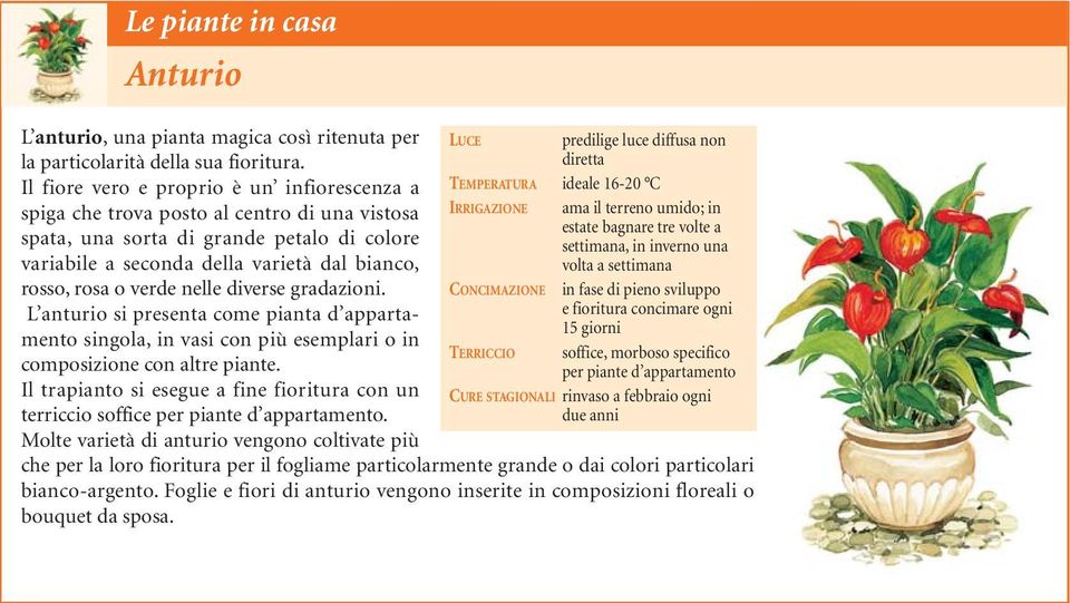 verde nelle diverse gradazioni. L anturio si presenta come pianta d appartamento singola, in vasi con più esemplari o in composizione con altre piante.