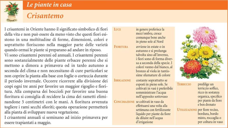 I crisantemi perenni sono sostanzialmente delle piante erbacee perenni che si mettono a dimora a primavera od in tardo autunno a seconda del clima e non necessitano di cure particolari se non coprire