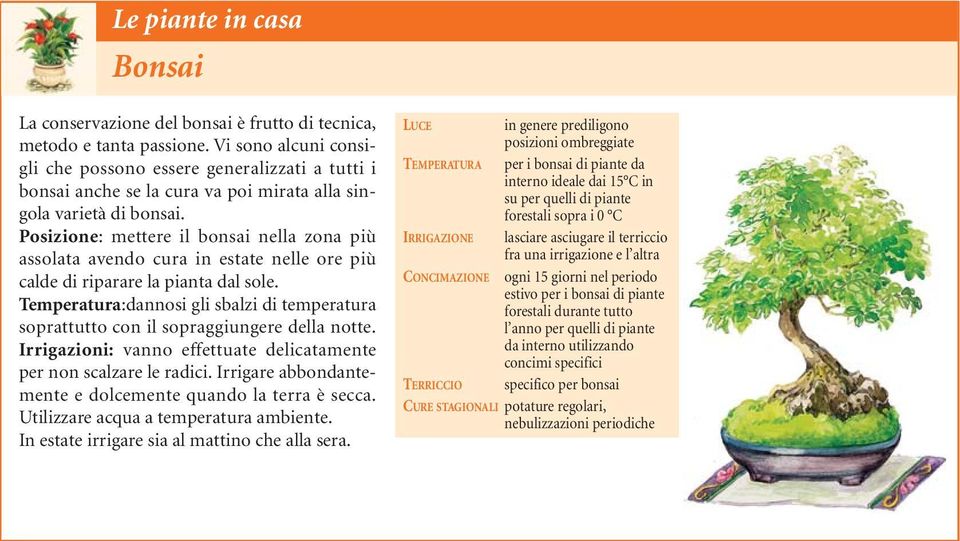 Posizione: mettere il bonsai nella zona più assolata avendo cura in estate nelle ore più calde di riparare la pianta dal sole.