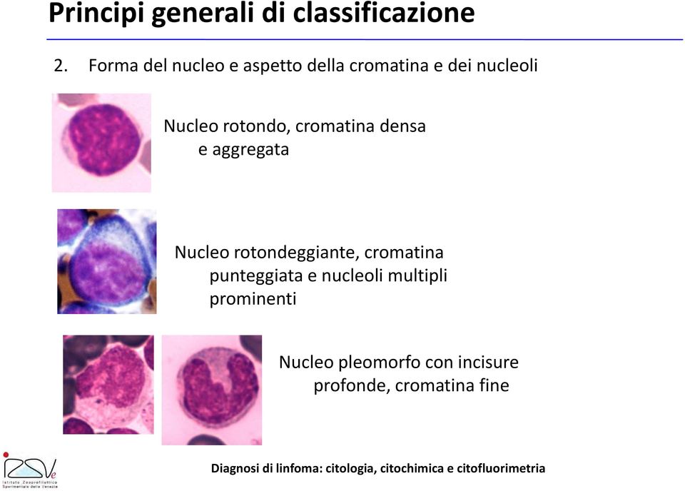 rotondo, cromatina densa e aggregata Nucleo rotondeggiante,