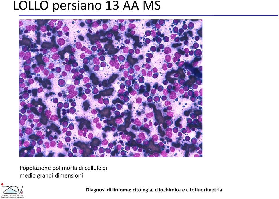 polimorfa di cellule