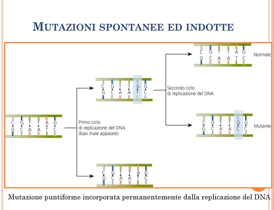 puntiforme incorporata