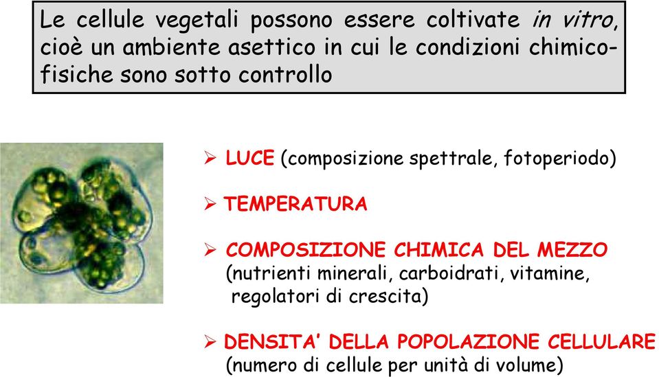 TEMPERATURA COMPOSIZIONE CHIMICA DEL MEZZO (nutrienti minerali, carboidrati, vitamine,