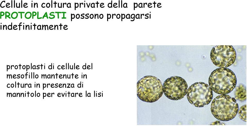 cellule del protoplasti di cellule del mesofillo