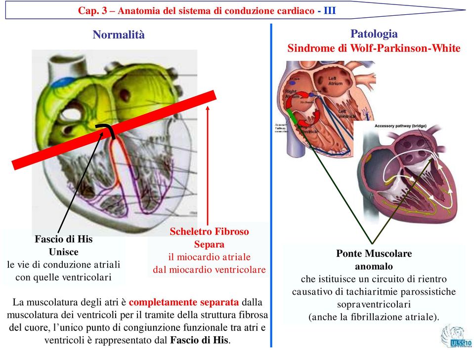 muscolatura dei ventricoli per il tramite della struttura fibrosa del cuore, l unico punto di congiunzione funzionale tra atri e ventricoli è rappresentato dal