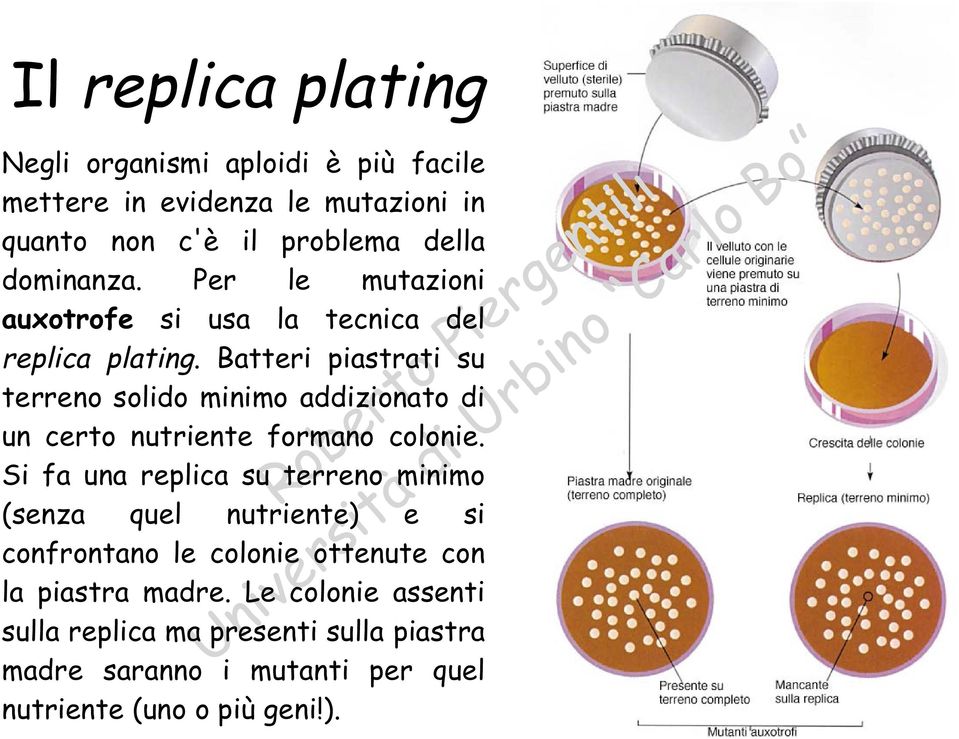 Batteri piastrati su terreno solido minimo addizionato di un certo nutriente formano colonie.