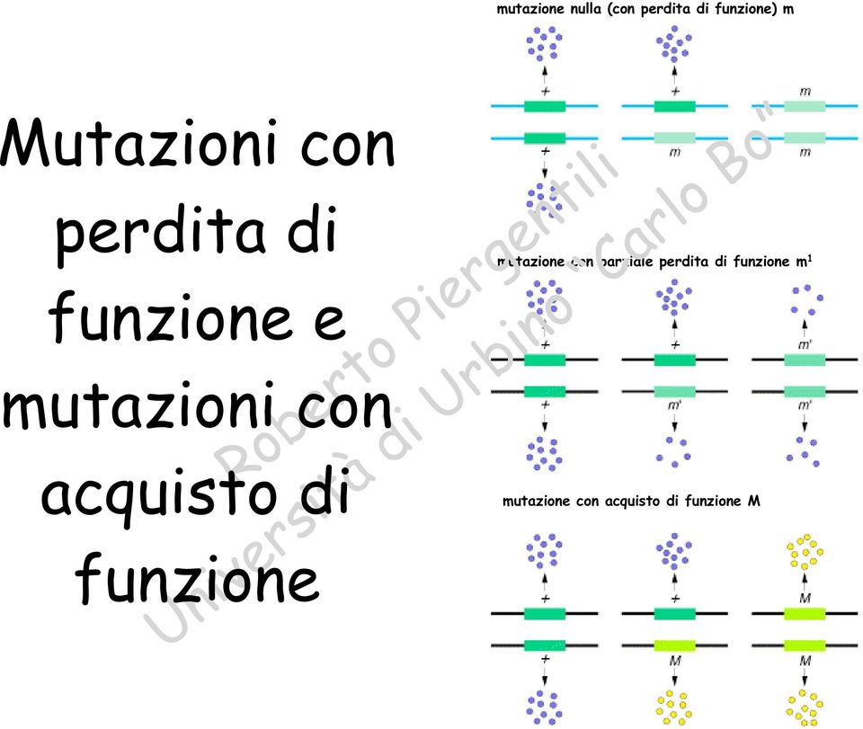 perdita di funzione m 1 funzione e mutazioni con