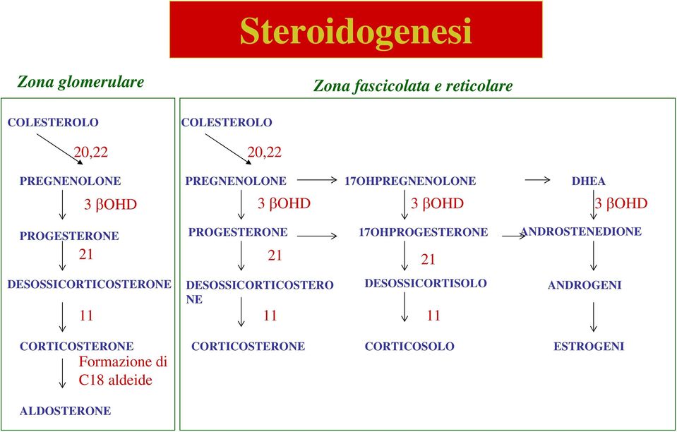 PROGESTERONE 17OHPROGESTERONE 21 21 ANDROSTENEDIONE DESOSSICORTICOSTERONE DESOSSICORTICOSTERO NE