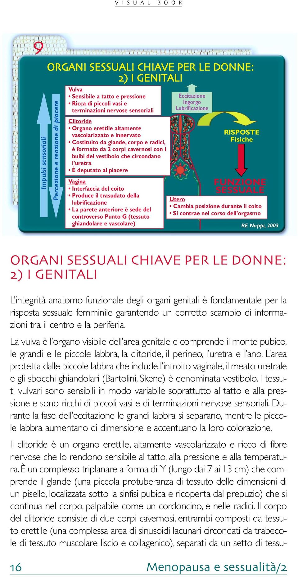 piacere Vagina Interfaccia del coito Produce il trasudato della lubrificazione La parete anteriore è sede del controverso Punto G (tessuto ghiandolare e vascolare) Eccitazione Ingorgo Lubrificazione